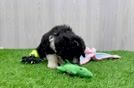 Petite Mini Bernedoodle Poodle Mix Pup