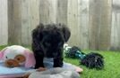 Popular Mini Aussiedoodle Poodle Mix Pup