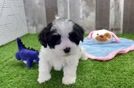 Friendly Maltipoo Baby