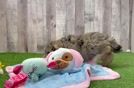 Meet Benjen - our Mini Schnoodle Puppy Video