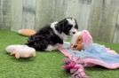 Meet Ziggy - our Maltipoo Puppy Video
