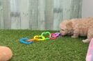 Meet Miguel - our Poodle Puppy Video