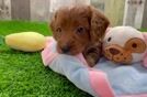 Best Cavapoo Baby