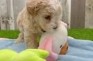 Popular Maltipoo Poodle Mix Pup