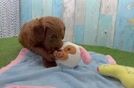 Sweet Mini Goldendoodle Baby