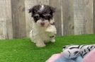 Havanese Puppy for Adoption