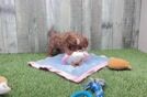 Cavapoo Pup Being Cute