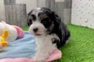 Maltipoo Puppy for Adoption