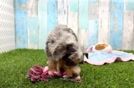 Mini Bernedoodle Puppy for Adoption