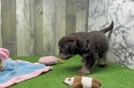 Meet Dash - our Mini Labradoodle Puppy Video