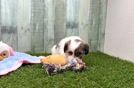 Meet Delaney - our Teddy Bear Puppy Video