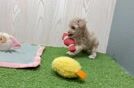 Maltipoo Pup Being Cute