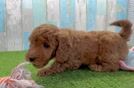 Fluffy Mini Goldendoodle Poodle Mix Pup