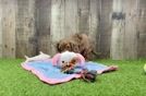 Best Cavapoo Baby