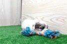 Shih Poo Pup Being Cute