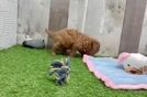 Popular Cavapoo Poodle Mix Pup