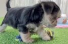 Hypoallergenic Yortese Designer Puppy