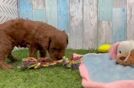 Meet Calvin - our Cavapoo Puppy Video