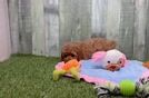 Cavapoo Pup Being Cute