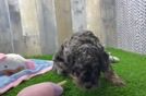 Meet Angelo - our Poodle Puppy Video