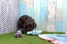 Best Cavapoo Baby