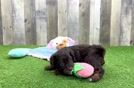 Meet Stormi - our Cavapoo Puppy Video