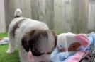 Shih Poo Puppy for Adoption
