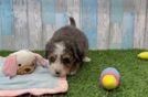 Mini Bernedoodle Puppy for Adoption