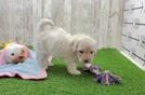 Funny Maltipoo Poodle Mix Pup