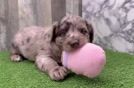 Best Mini Labradoodle Baby