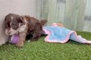 Smart Mini Aussiedoodle Poodle Mix Pup