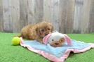 Mini Goldendoodle Pup Being Cute