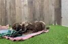Meet Calvin - our Cavapoo Puppy Video