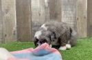 Smart Mini Aussiedoodle Poodle Mix Pup