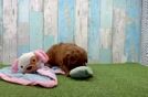 Cute Mini Goldendoodle Baby