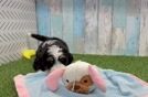 Best Mini Bernedoodle Baby