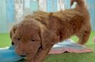 Fluffy Mini Goldendoodle Poodle Mix Pup