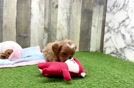 Cavapoo Pup Being Cute