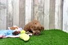 Mini Goldendoodle Puppy for Adoption
