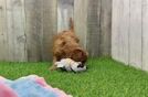 Small Cavapoo Baby