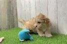Popular Shih Poo Poodle Mix Pup