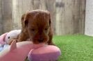 Cavapoo Puppy for Adoption