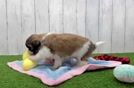 Energetic Havanese Shih Tzu Mix Designer Puppy