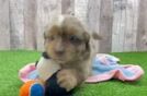 Little Mini Aussiepoo Poodle Mix Puppy