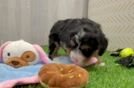 Best Mini Bernedoodle Baby