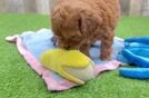 Small Cavapoo Baby