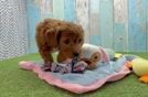 Best Cavapoo Baby