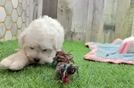 Meet Cinderella - our Maltese Puppy Video
