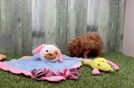 Cavapoo Puppy for Adoption