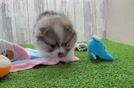 Popular Pomeranian Purebred Pup